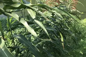 种下的北方大甜杆种子，辛苦耕耘大半年，收获的却是南方小扫把图片