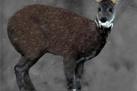 西藏首次拍到黑麝影像图片