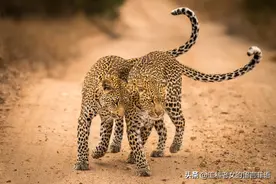 自然界中的强者——大猫图片