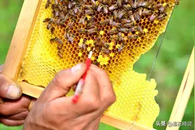 养蜂要学会人工育王！人工育王如何操作？注意这几点就够了图片