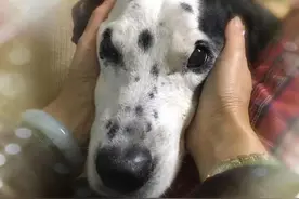 我作为一个非常爱狗的人，为什么再也不养狗了图片