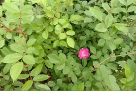 农村俗语：“门前放大海，财源滚滚来”，说的是什么意思？图片