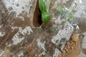 黄瓜育苗 做好这几个细节 让黄瓜苗出得快苗健壮图片