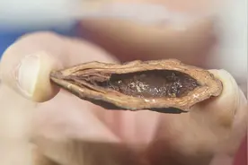 槟榔的危害有多大？它被公认为1级致癌物，却还有6000万国人食用图片