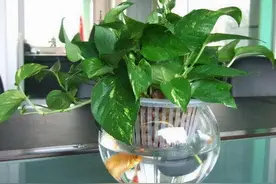 家中花卉如何摆放？每个房间都不错过，放对位置，随便看都是美景图片
