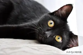关于黑猫的传说，你知道几个图片