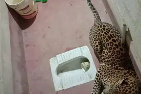 豹子和狗被人锁厕所里，再推开门时却满脸问号：不按套路出牌？图片