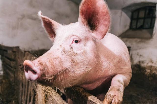 猪反复发烧怎么办？用什么药好？猪反复发烧是什么问题？注意这些