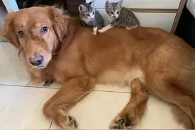 金毛狗吸猫成瘾，它趁猫妈出门，2只小猫换着吸，结果猫妈回来了图片