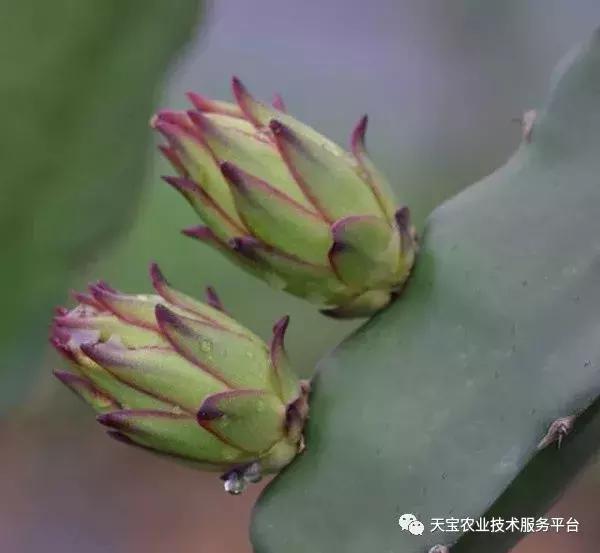 春季火龙果整形修剪要及时!