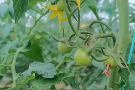 种蔬菜，红糖如何使用效果好？农户别再用错了图片