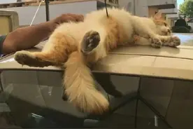 当网友发现一只中箭受伤的橘猫时，空气瞬间凝固了…图片