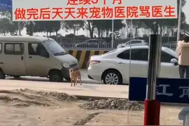 做绝育后，狗狗每天准时到医院对医生“破口大骂”，医生无奈低头图片