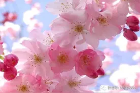 第七届中国（鹤壁）樱花文化节系列活动重磅发布图片