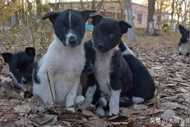流浪狗不忘恩情，与女子分别数月后再跑来等待，却还带来5只小狗图片
