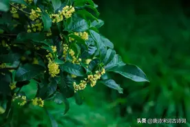 有没有人看，我都要开花图片