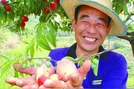 苹果嫁接在梨树上，果子是苹果还是梨子？嫁接小常识图片