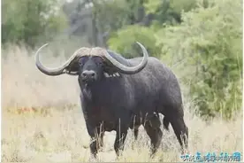 世界上最贵的牛，身价超过7000万元人民币！有一头就发了！图片