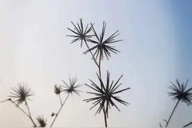 《最后的孤独者》图片