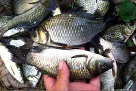 买鲫鱼：捡大个的还是挑小的？鱼贩子：记住这3点，买不着工程鲫图片