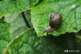 怎样杀死菜地里的蜗牛与鼻涕虫图片
