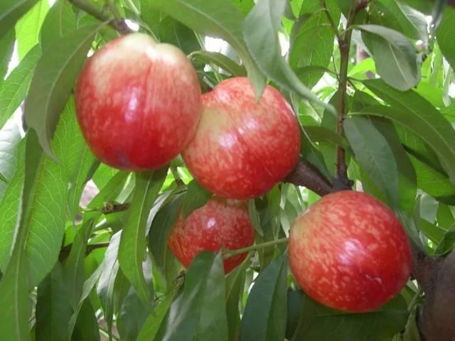 大量元素水溶肥施用几天见效？科学使用效果好，不要走入5大误区