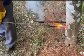 广东农民人造沉香每棵树值万元，把白木香树烙成眼，方法简单图片