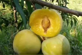 六马蜂糖李种植技术，蜂糖李树苗批发基地，蜂糖李苗价格贵吗？图片