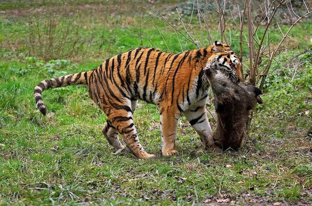 辟谣：野猪、黑熊并不比老虎厉害，一猪二熊三老虎不是实力的排序