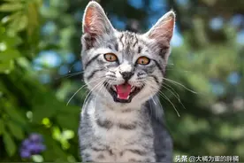 公猫为啥老叫个不停？发情只占其一，还有这些原因，主人别不管图片