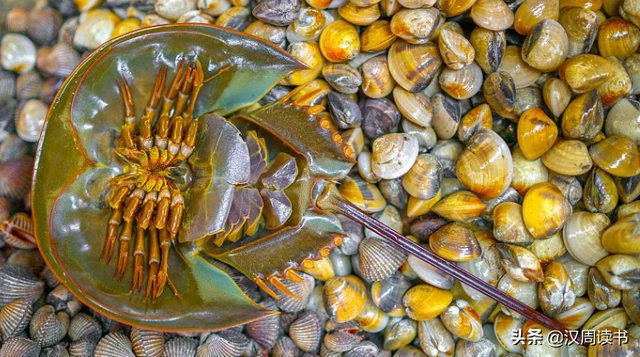1,中华鲎又叫做马蹄蟹