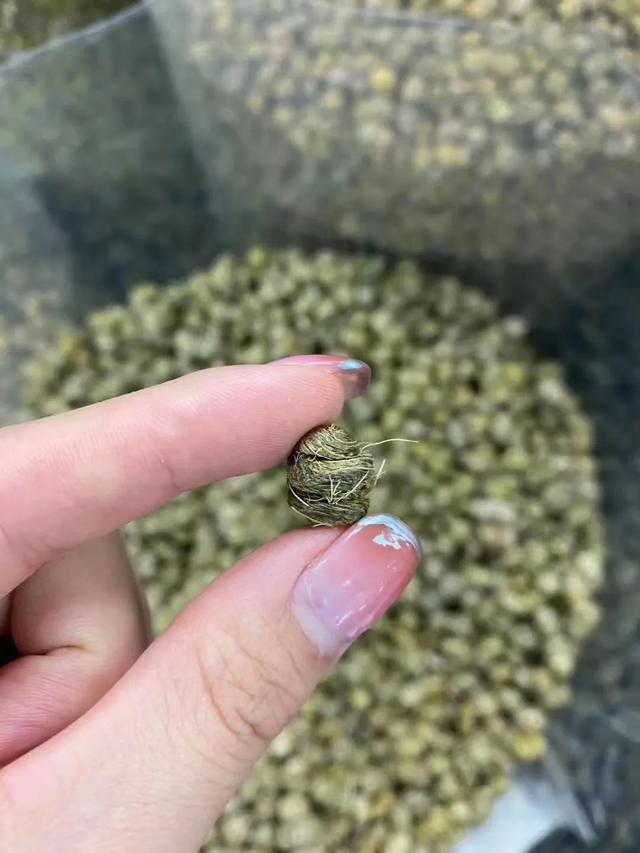花胶响螺片煲鸡汤的功效 花胶响螺片煲鸡汤的功效与禁忌