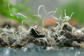 鱼缸里出现这3种水族生物，提醒你鱼缸水质要更新，不过也好祛除图片