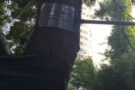 “国宝级”黄花梨树，40名保安24小时保护！一些树枝能卖50万！图片