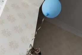 孩子想要养猫，橘猫和狸花猫，如何抉择呢？图片