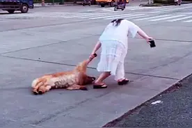 老远看女子拖着狗，以为又是虐待事件，上前了解后才知误会了图片