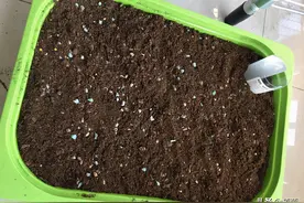 制作一个多肉育苗盒，过程简单，挺实用，且不用担心多肉叶片干枯图片