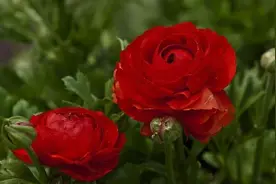 花毛茛，花色丰富，室内栽培要如何管理呢？图片