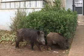 以色列一城市野猪肆虐，居民忍不了了 