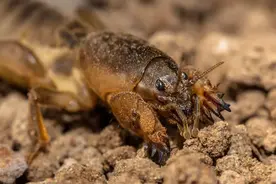 亚洲蚯蚓入侵美国15州，没有骨头也能弹跳自如，为什么难以控制？图片