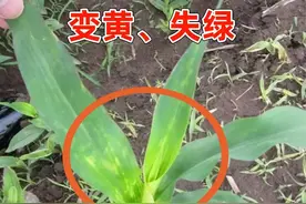 这么多年玉米，白种了！白斑、干枯、卷叶到底咋办？这次都全了！图片