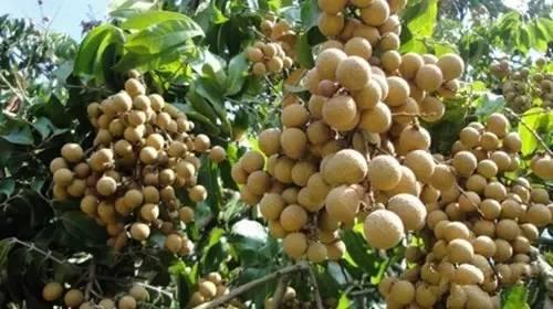 带你了解不一样的水果—龙眼，美味水果之一