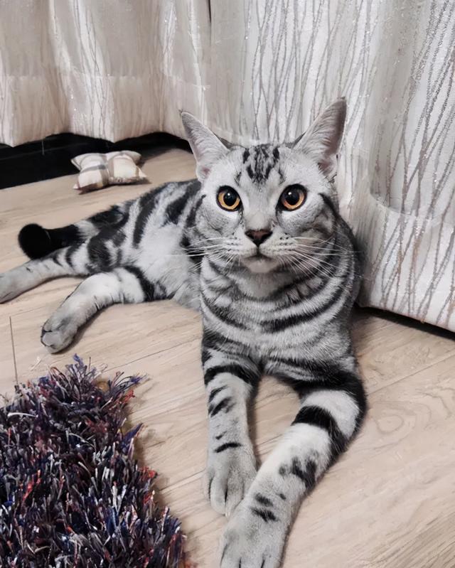 猫吃了豆腐猫砂怎么办