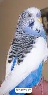 黄绿鱼鳞鹦鹉