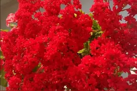 长寿花枝条扦插以后如何养护？长根后如何移栽？图片