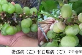 教你正确分辨葡萄果实病害图片