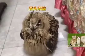 黑龙江一男子救助猫头鹰却“放生失败”，网友：赖着不走了图片