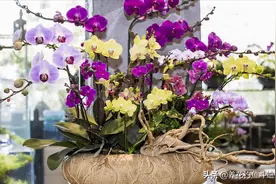 花盆底部垫上“三废料”，不漏土不闷根，花卉长势也会更好图片