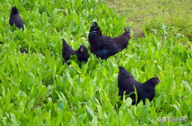 鲁梅克斯能割20年，耐-40度低温，优缺点都在这了，看清楚再种