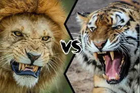 四川动物园老虎被3只狮子围攻，为何老虎打不过狮子？原因很复杂图片